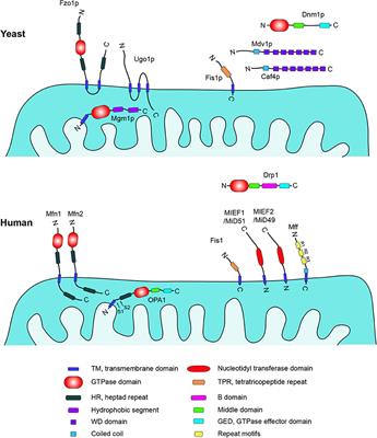 Regulation of Mammalian Mitochondrial Dynamics: Opportunities and Challenges